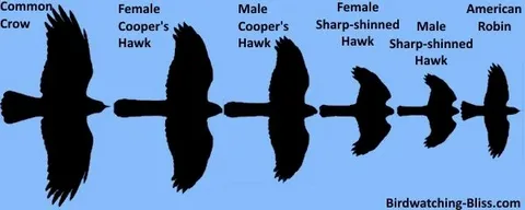 Hunting Techniques of Cooper's Hawks