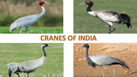 Introduction to Cranes