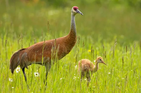 Crane Species in Michigan