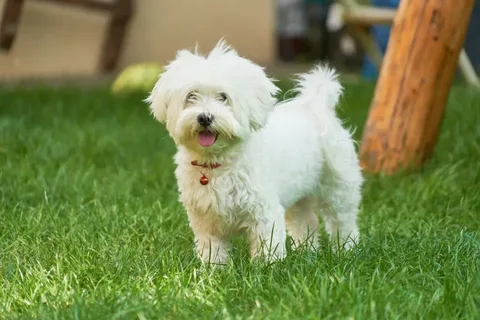  Low Shedding Dog Breeds