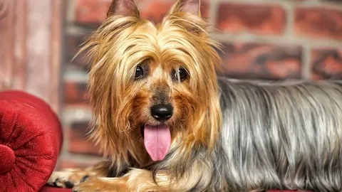 Top Small Dog Breeds That Don't Shed