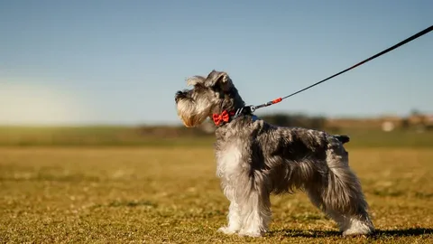  Miniature Schnauzer