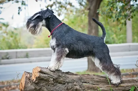 Initial Costs of Owning a Miniature Schnauzer