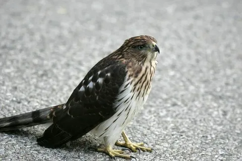 Habitat and Distribution