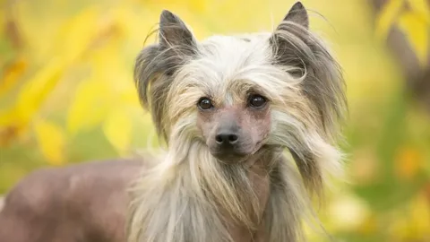 Overview of the Chinese Crested Dog