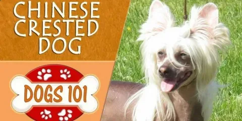 Factors Influencing the Chinese Crested Dog Price