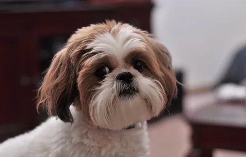 Shih Tzu Health Issues