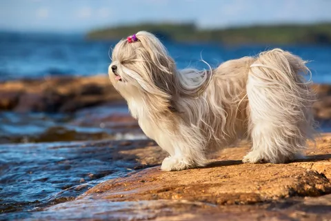 Shih Tzu Grooming Requirements