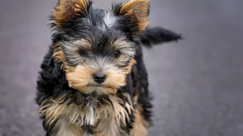 Overview of the Yorkshire Terrier