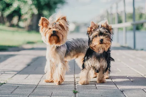 Average Yorkshire Terrier Life Span