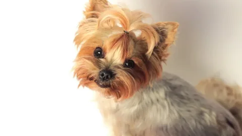 Common Health Issues Affecting Yorkshire Terriers