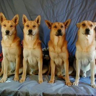 Overview of the Carolina Dog