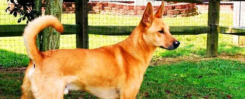 Carolina Dog Personality Traits