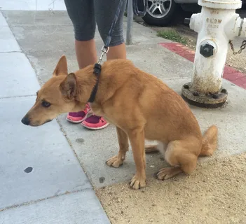 Training a Carolina Dog