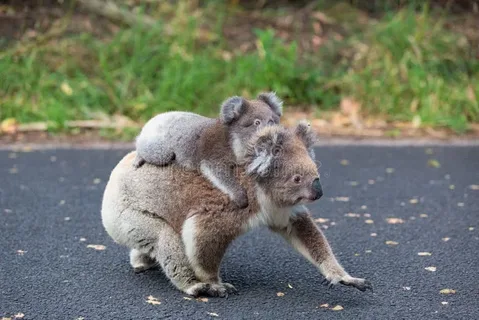 Introduction to Koalas