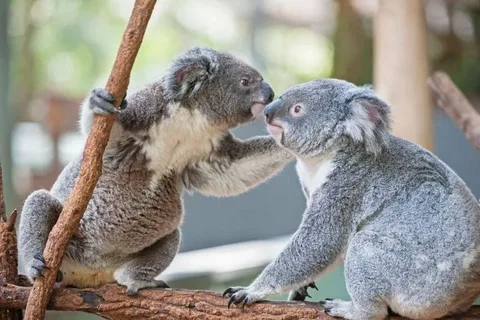 Are Koalas Dangerous?