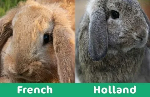 Holland Lop Lifespan: What to Expect