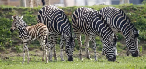 What Do Zebras Eat