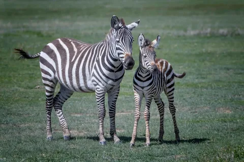 What Do Zebras Eat in the Wild?