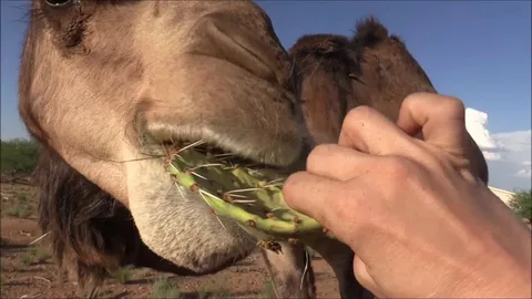 The Camel Habitat and Diet