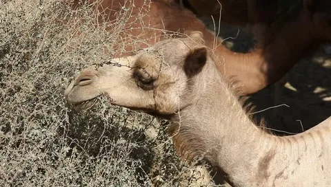 Do Camels Eat Cactus?