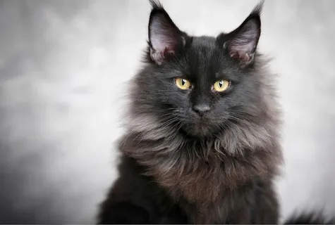 Understanding the Maine Coon Breed