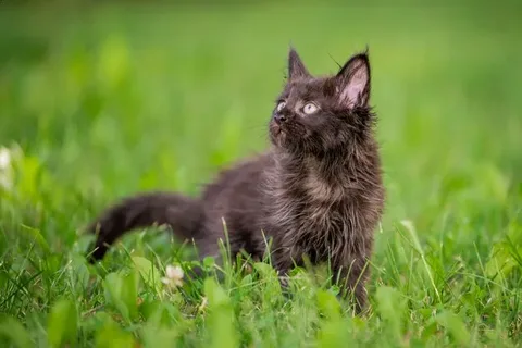 Personality Traits of Black Maine Coon Kittens