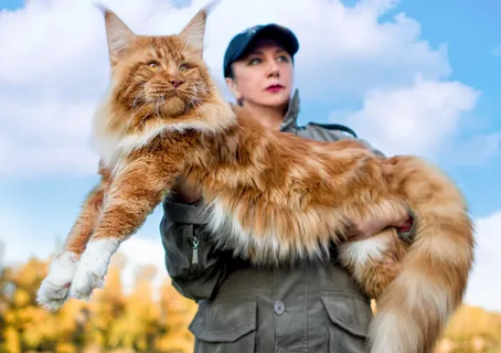 Understanding the Maine Coon Breed