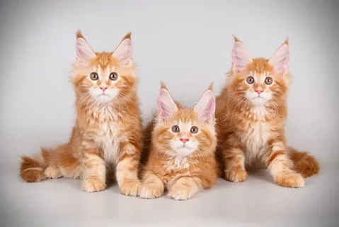 Physical Appearance of Orange Maine Coon Kittens