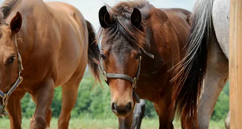 How Long Do Horses Live