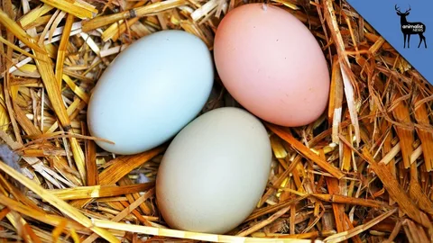 What Are Easter Egger Chickens?