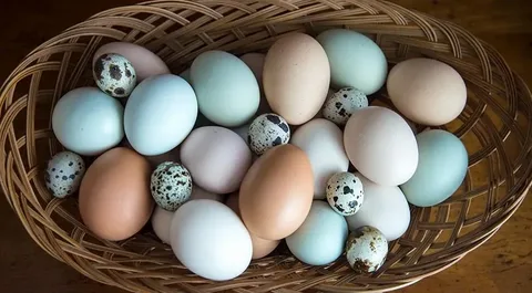 What Do Easter Egger Chickens Look Like?