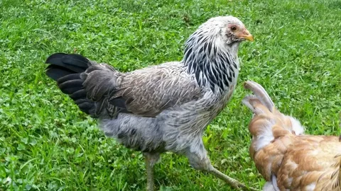 Caring for Easter Egger Chickens