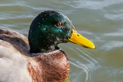 Do Ducks Cry Tears?