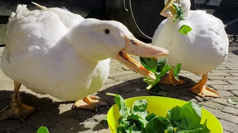 How Do Ducks Cry