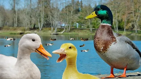 Why Do Ducks Cry