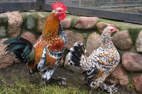 What Are Bantam Chickens?