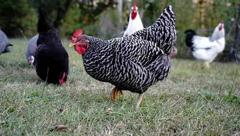 Columbian Rock Chicken Breed: An In-Depth Guide