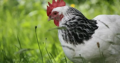 Characteristics of Columbian Rock Chickens