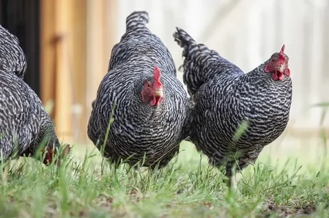 History of the Columbian Rock Chicken Breed