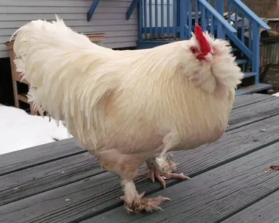 Understanding Mohawk Chickens