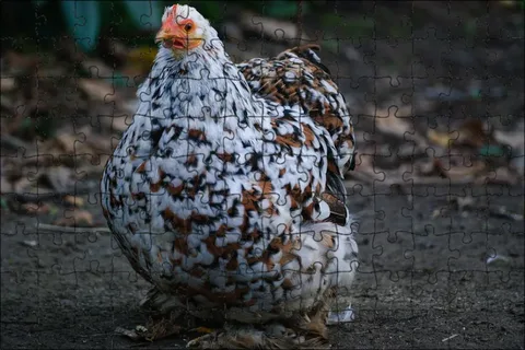 The Houdan Chicken