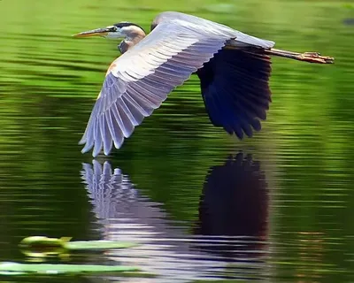 Understanding the Great Blue Heron