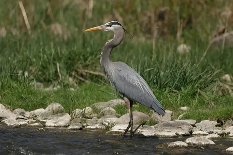 The Call of the Great Blue Heron