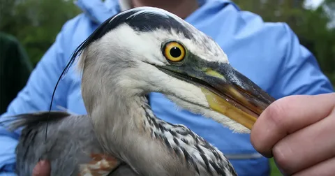 Symbolism of the Great Blue Heron