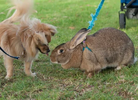 Overview of Flemish Giant Rabbits