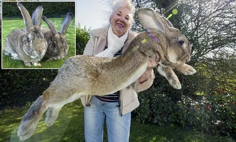 Comparison of Lifespan with Other Rabbit Breeds