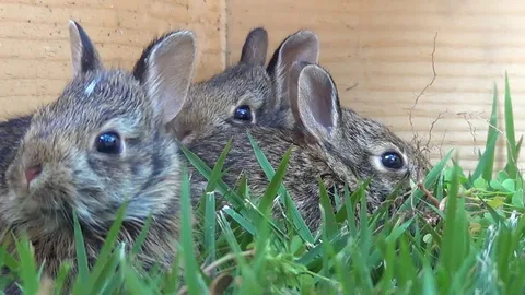  Baby Cottontail Rabbits