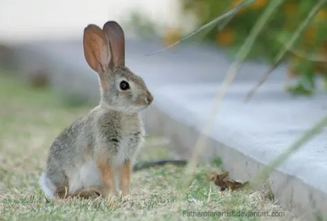 Baby Cottontail Rabbit Stages