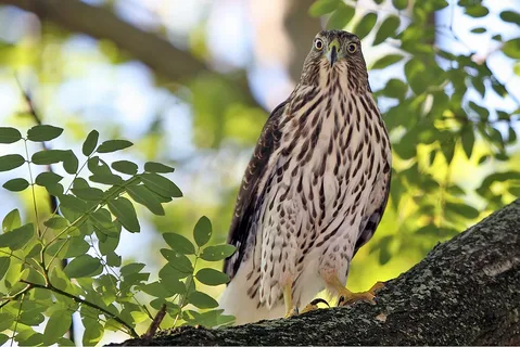 The Diet of Cooper's Hawks